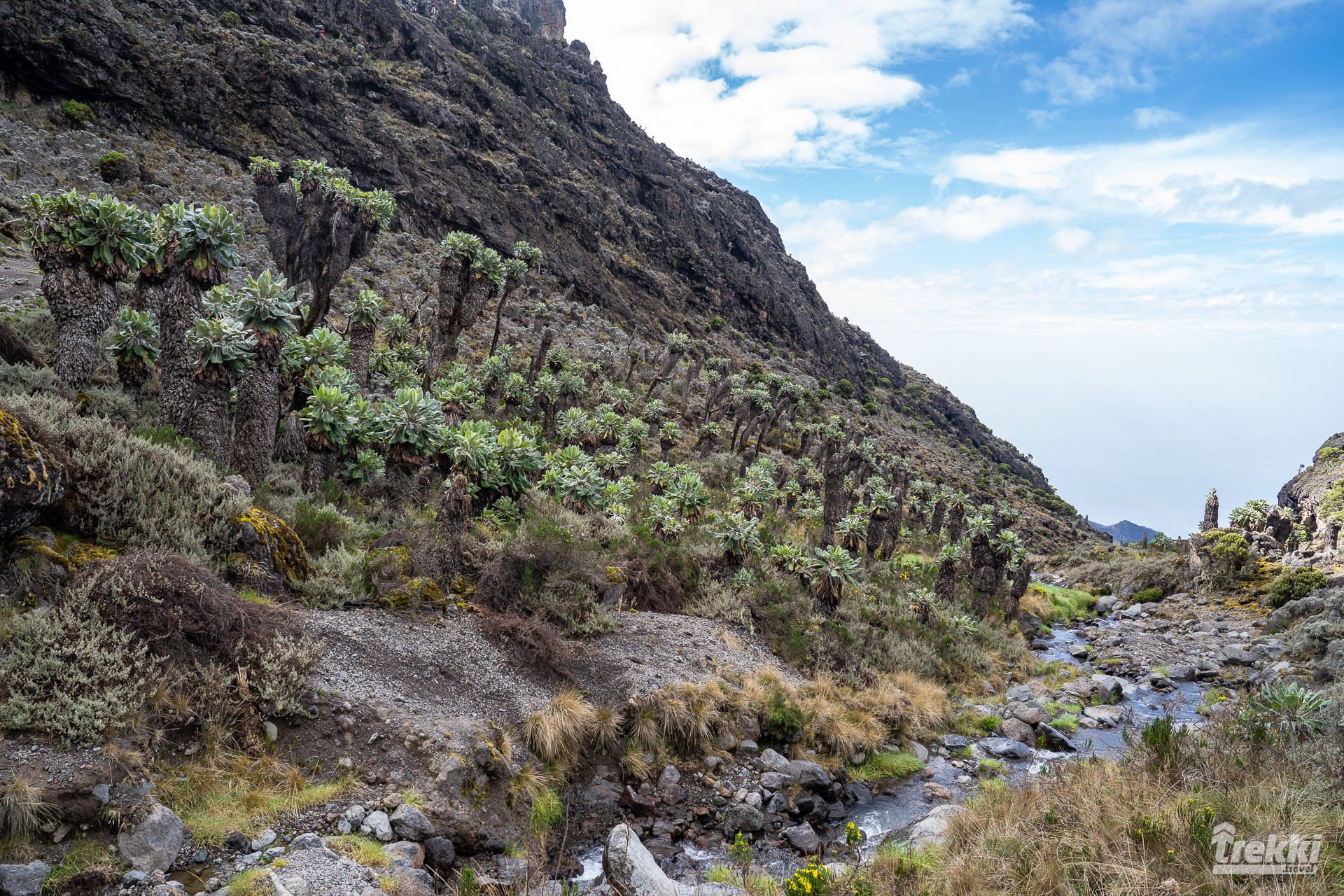 Килиманджаро 5895 м. Восхождение по маршруту Лемошо, водопад Матеруни, кофейная плантация, кормение жирафов, сафари в Амбосели Кения