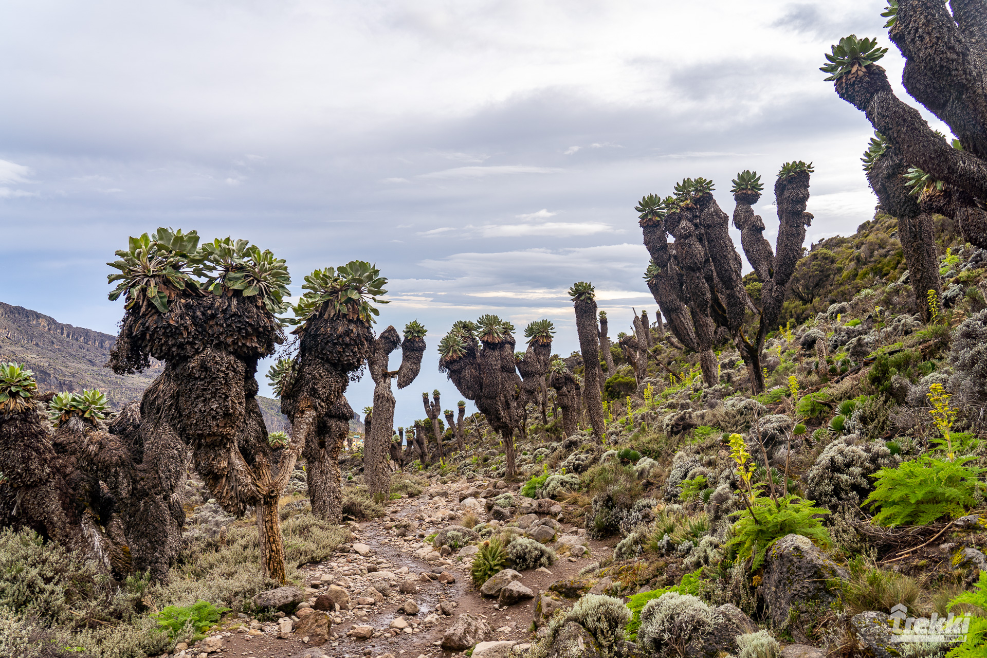 Килиманджаро 5895 м. Восхождение по маршруту Лемошо, водопад Матеруни, кофейная плантация, кормение жирафов, сафари в Амбосели Кения