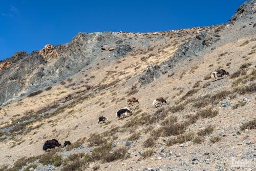 . Мистический Тибет. Кора вокруг Кайласа. Лхаса, дворец Потала, озера Манасаровар, Ямдрок и другие святыни. Непал, Катманду с Trekki.travel