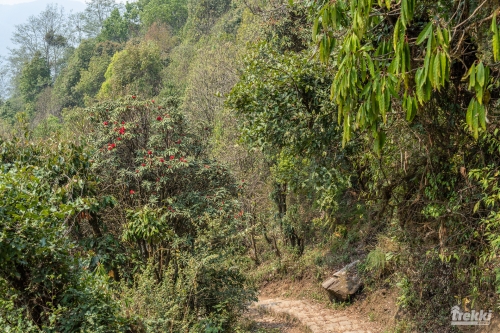 . Непал. Рододендроновый трек к дому Шивы горе Мачапучаре, Покхара и Катманду с Trekki.travel