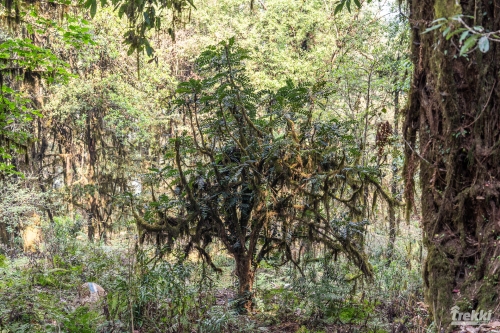 . Непал. Рододендроновый трек к дому Шивы горе Мачапучаре, Покхара и Катманду с Trekki.travel