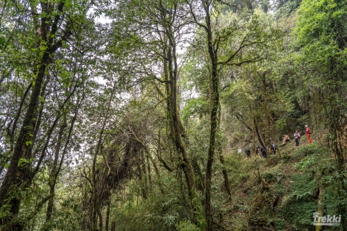 . Непал. Рододендроновый трек к дому Шивы горе Мачапучаре, Покхара и Катманду с Trekki.travel