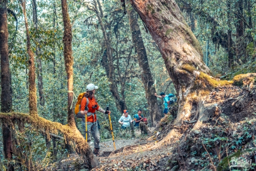 . Непал. Рододендроновый трек к дому Шивы горе Мачапучаре, Покхара и Катманду с Trekki.travel