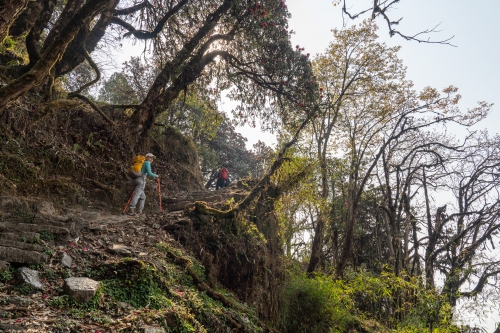 . Непал. Рододендроновый трек к дому Шивы горе Мачапучаре, Покхара и Катманду с Trekki.travel