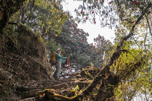 . Непал. Рододендроновый трек к дому Шивы горе Мачапучаре, Покхара и Катманду с Trekki.travel