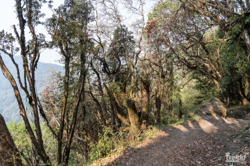 . Непал. Рододендроновый трек к дому Шивы горе Мачапучаре, Покхара и Катманду с Trekki.travel