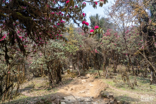 . Непал. Рододендроновый трек к дому Шивы горе Мачапучаре, Покхара и Катманду с Trekki.travel
