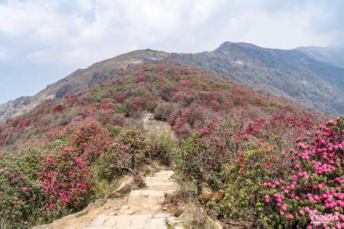 . Непал. Рододендроновый трек к дому Шивы горе Мачапучаре, Покхара и Катманду с Trekki.travel