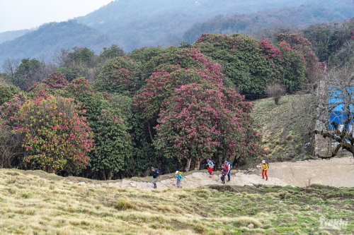 . Непал. Рододендроновый трек к дому Шивы горе Мачапучаре, Покхара и Катманду с Trekki.travel
