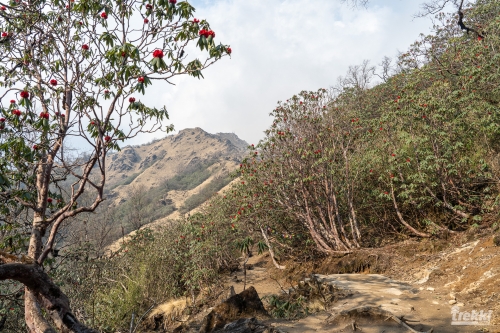 . Непал. Рододендроновый трек к дому Шивы горе Мачапучаре, Покхара и Катманду с Trekki.travel