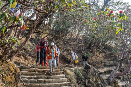 . Непал. Рододендроновый трек к дому Шивы горе Мачапучаре, Покхара и Катманду с Trekki.travel