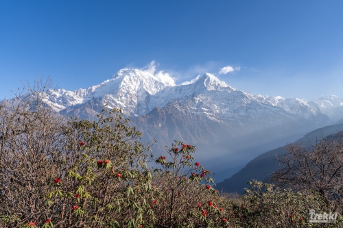 . Непал. Рододендроновый трек к дому Шивы горе Мачапучаре, Покхара и Катманду с Trekki.travel