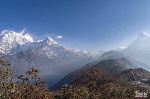 . Непал. Рододендроновый трек к дому Шивы горе Мачапучаре, Покхара и Катманду с Trekki.travel