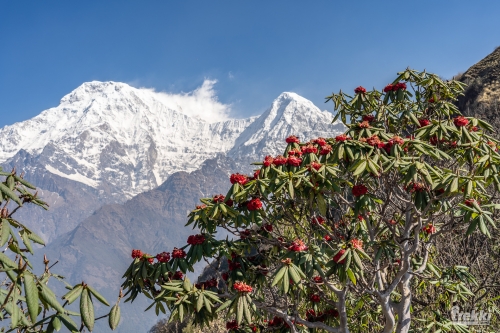 . Непал. Рододендроновый трек к дому Шивы горе Мачапучаре, Покхара и Катманду с Trekki.travel