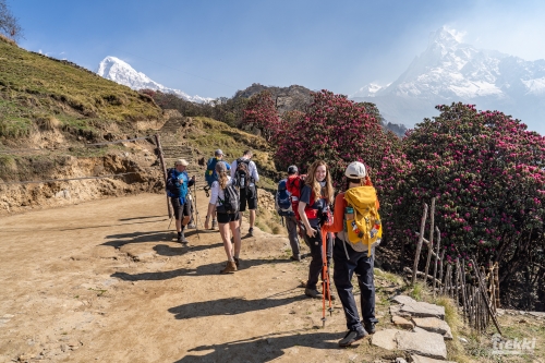 . Непал. Рододендроновый трек к дому Шивы горе Мачапучаре, Покхара и Катманду с Trekki.travel