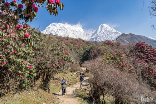. Непал. Рододендроновый трек к дому Шивы горе Мачапучаре, Покхара и Катманду с Trekki.travel