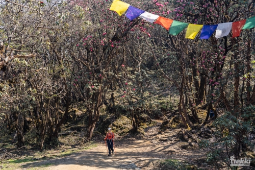 . Непал. Рододендроновый трек к дому Шивы горе Мачапучаре, Покхара и Катманду с Trekki.travel