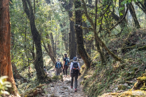 . Непал. Рододендроновый трек к дому Шивы горе Мачапучаре, Покхара и Катманду с Trekki.travel