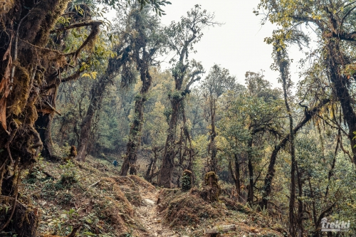 . Непал. Рододендроновый трек к дому Шивы горе Мачапучаре, Покхара и Катманду с Trekki.travel