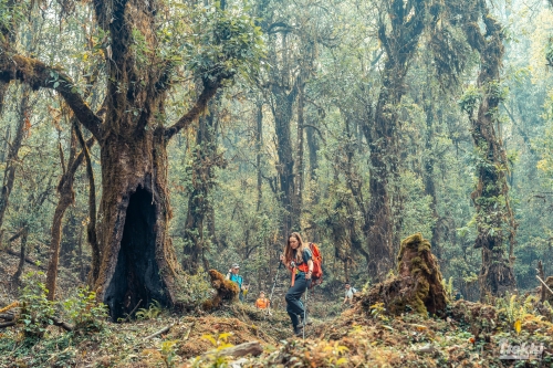 . Непал. Рододендроновый трек к дому Шивы горе Мачапучаре, Покхара и Катманду с Trekki.travel