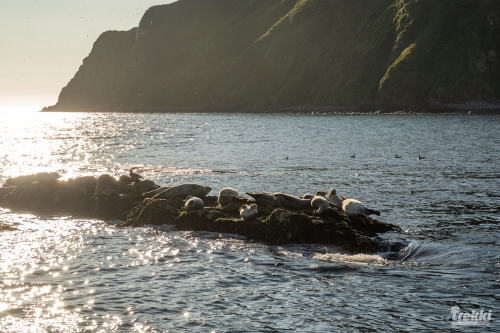 . Камчатка комфорт. Вулканы, водопады, медведи, киты с Trekki.travel