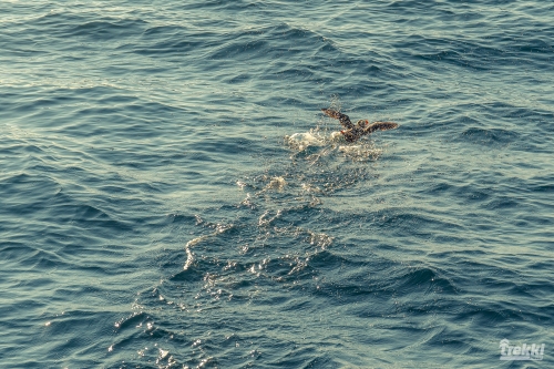 . Камчатка комфорт. Вулканы, водопады, медведи, киты с Trekki.travel