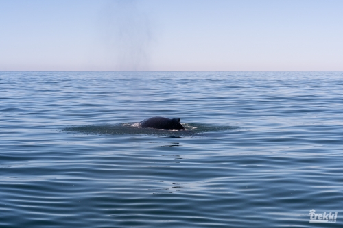 . Камчатка комфорт. Вулканы, водопады, медведи, киты с Trekki.travel