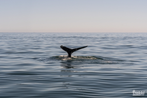 . Камчатка комфорт. Вулканы, водопады, медведи, киты с Trekki.travel