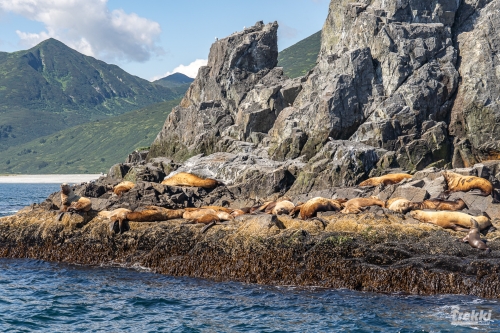 . Камчатка комфорт. Вулканы, водопады, медведи, киты с Trekki.travel