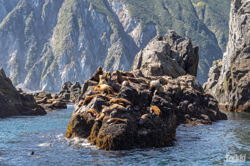 . Камчатка комфорт. Вулканы, водопады, медведи, киты с Trekki.travel