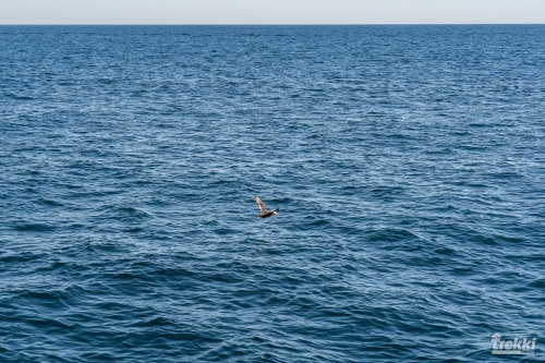 . Камчатка комфорт. Вулканы, водопады, медведи, киты с Trekki.travel