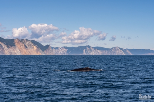 . Камчатка комфорт. Вулканы, водопады, медведи, киты с Trekki.travel