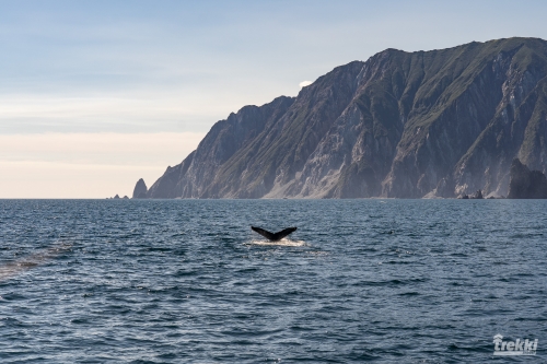 . Камчатка комфорт. Вулканы, водопады, медведи, киты с Trekki.travel