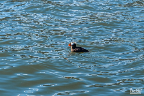 . Камчатка комфорт. Вулканы, водопады, медведи, киты с Trekki.travel