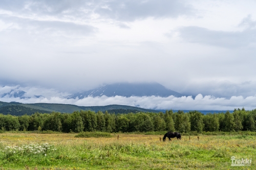 . Камчатка комфорт. Вулканы, водопады, медведи, киты с Trekki.travel