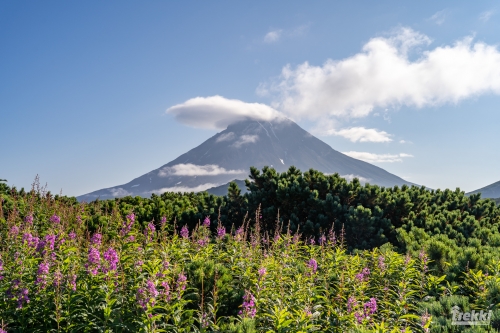 . Камчатка комфорт. Вулканы, водопады, медведи, киты с Trekki.travel