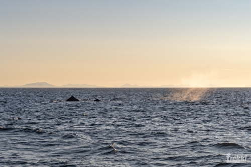 . Камчатка комфорт. Вулканы, водопады, медведи, киты с Trekki.travel