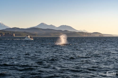 . Камчатка комфорт. Вулканы, водопады, медведи, киты с Trekki.travel