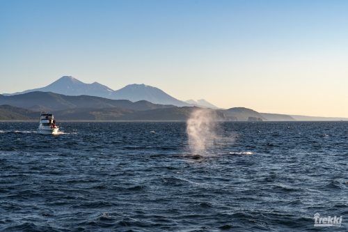 . Камчатка комфорт. Вулканы, водопады, медведи, киты с Trekki.travel