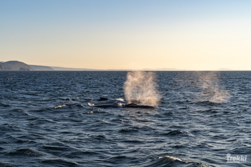 . Камчатка комфорт. Вулканы, водопады, медведи, киты с Trekki.travel