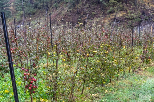. Трек вокруг Аннапурны, трек на Пунхилл, Покхара и Катманду с Trekki.travel