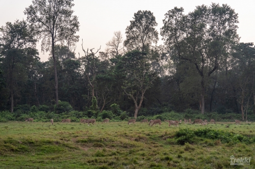 . Сафари в парк Читван с Trekki.travel