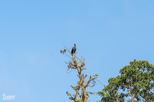 . Сафари в парк Читван с Trekki.travel