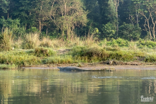 . Сафари в парк Читван с Trekki.travel