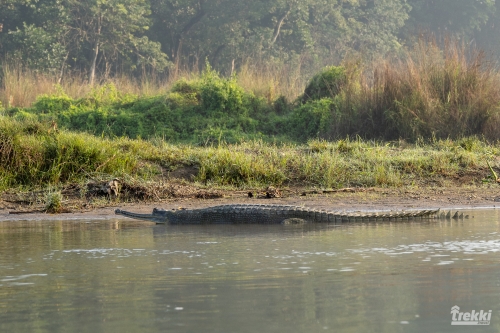. Сафари в парк Читван с Trekki.travel