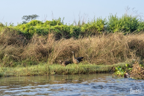 . Сафари в парк Читван с Trekki.travel