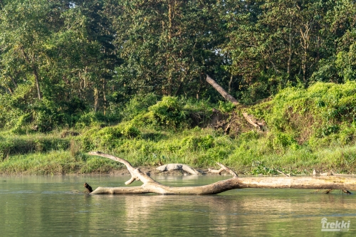 . Сафари в парк Читван с Trekki.travel