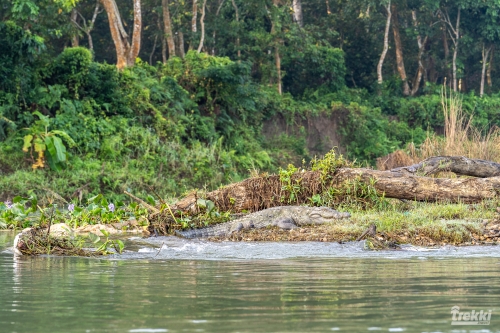 . Сафари в парк Читван с Trekki.travel