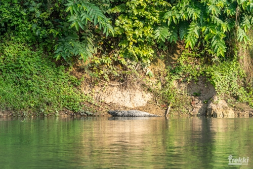 . Сафари в парк Читван с Trekki.travel