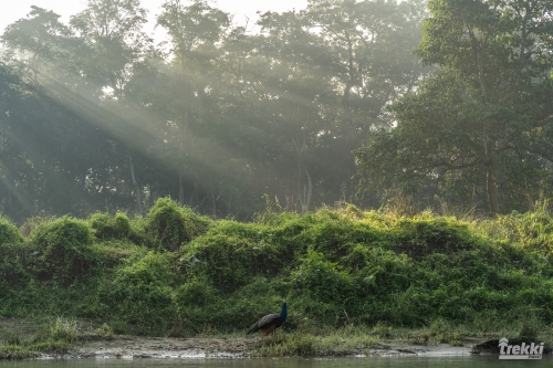. Сафари в парк Читван с Trekki.travel